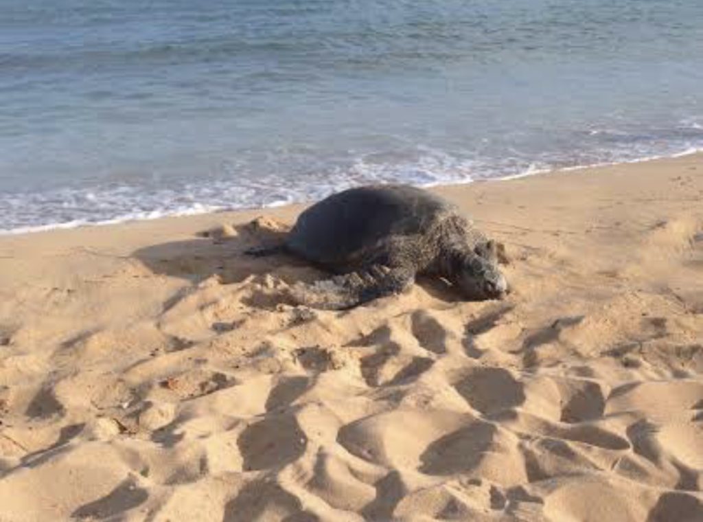 ホヌ　カウアイ島