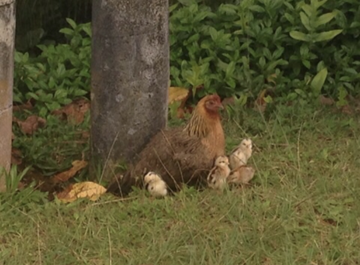 カウアイ島　チキン